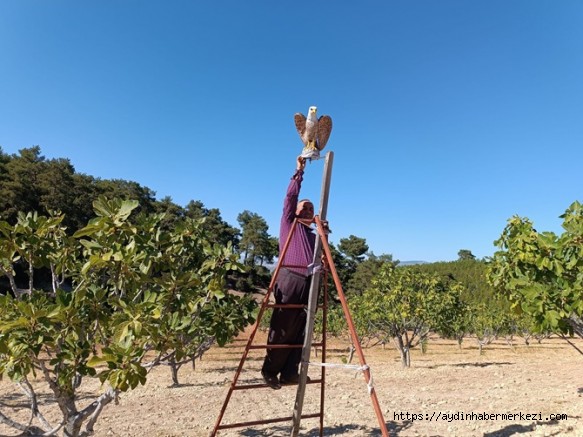 Aydında İncir Üreticisi Destek Bekliyor