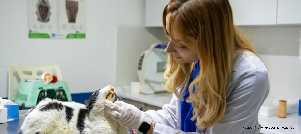 Kuşadası Belediyesi Kısırlaştırmada En Başarılı Kent Oldu