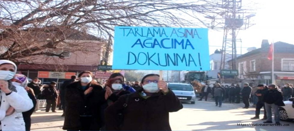 Caferli'de şeftali bahçeleri kazandı