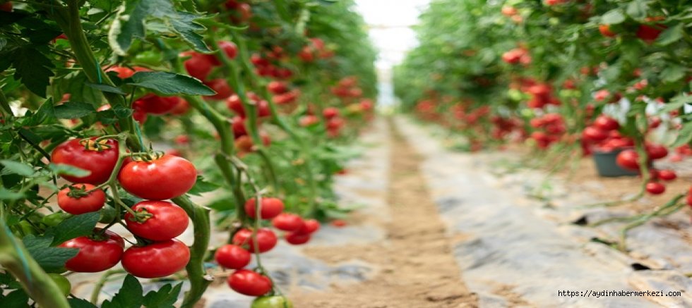  Pestisit kontrolüyle güvenli ihracat