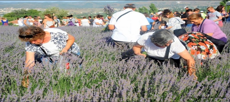 Seferihisar’ın “Mor Mirası” 11. kez kutlanacak