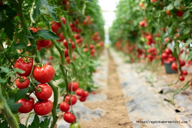  Pestisit kontrolüyle güvenli ihracat