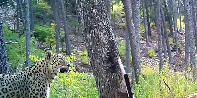 Anadolu parsı fotokapanla görüntülendi