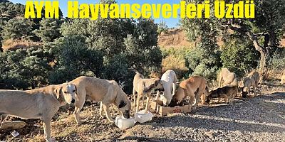 AYM'den 'sokak köpeklerine ötanazi' uygulamasının iptaline ret
