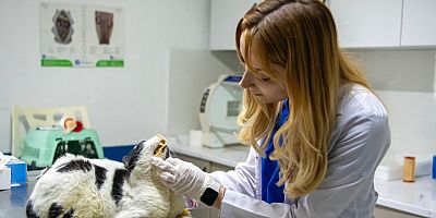 Kuşadası Belediyesi Kısırlaştırmada En Başarılı Kent Oldu