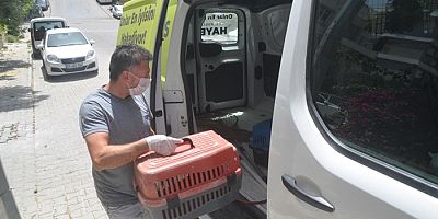 Kuşadasında Haybulanslar 7 ayda 10 bin 138 can dostun yardımına koştu