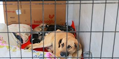 Manisa’da Sahiplendiği Köpekleri Sokağa Terk Eden Kadına 172 Bin TL Ceza