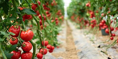  Pestisit kontrolüyle güvenli ihracat